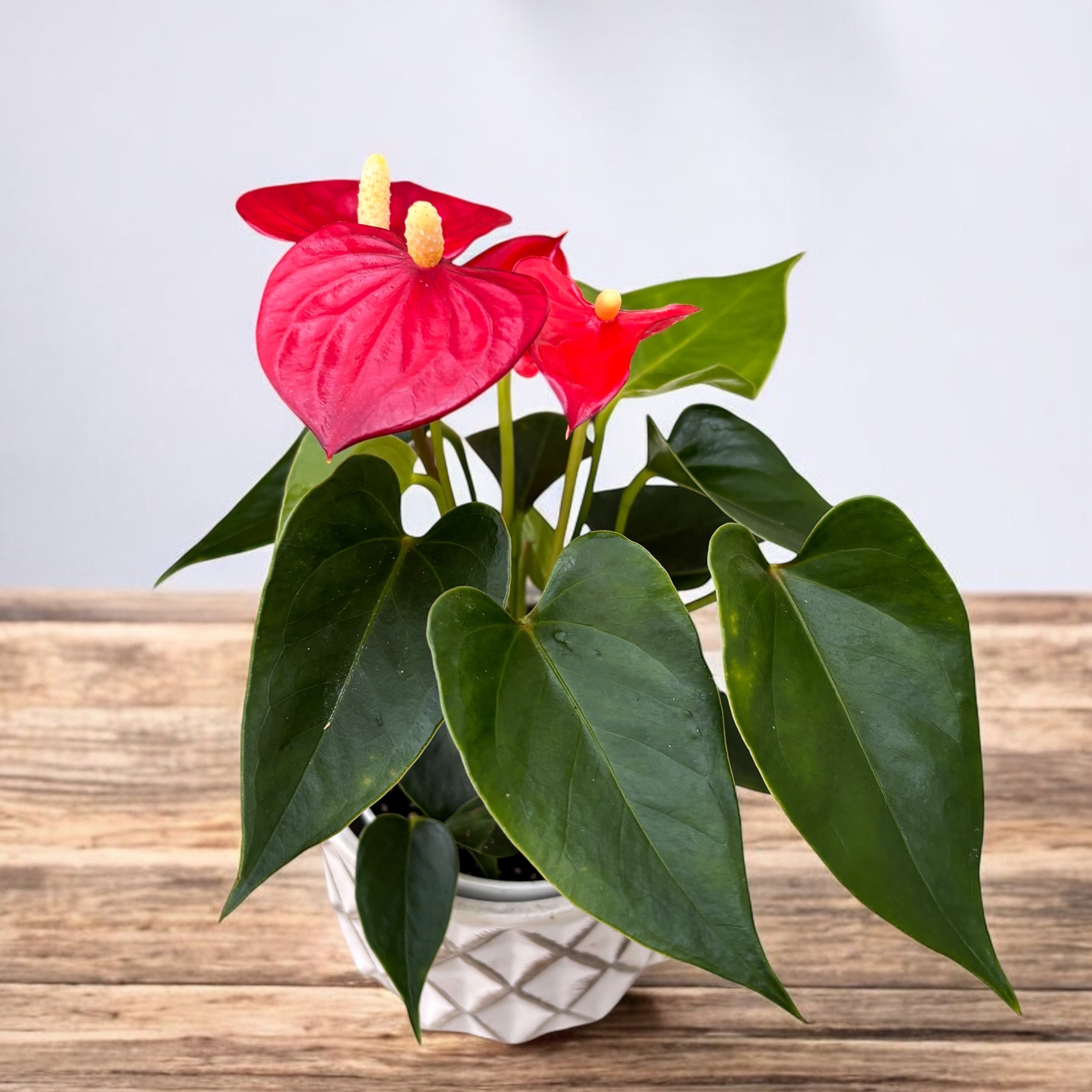 anthurium royal champion Anthurium 'Royal Champion Red' – Secret Garden Plant Shop