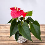 Anthurium 'Royal Champion Rosso'