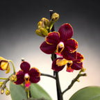 Phalaenopsis Sunrise Red Peoker (Esmee) - flori cerate pelorice