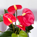 Anthurium 'Royal Champion Rosso'