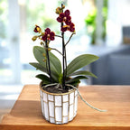 Phalaenopsis Sunrise Red Peoker (Esmee) - flori cerate pelorice