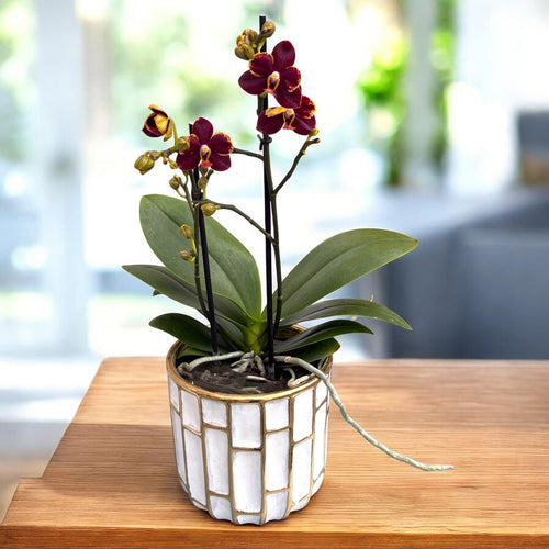 Phalaenopsis Sunrise Red Peoker (Esmee) - flori cerate pelorice