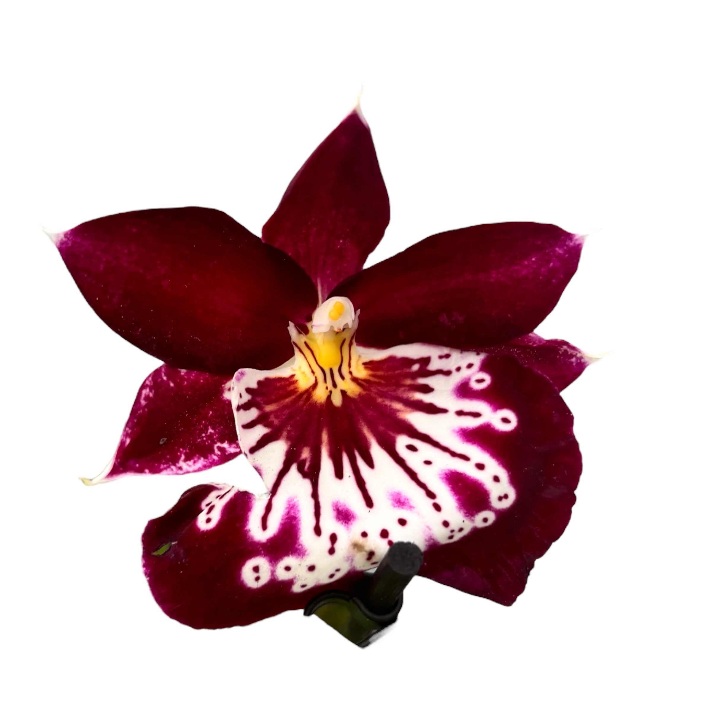 Miltoniopsis