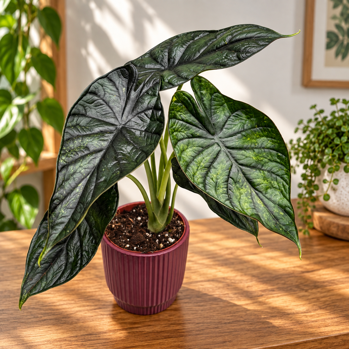 Alocasia 'Dragon Scale Mint'
