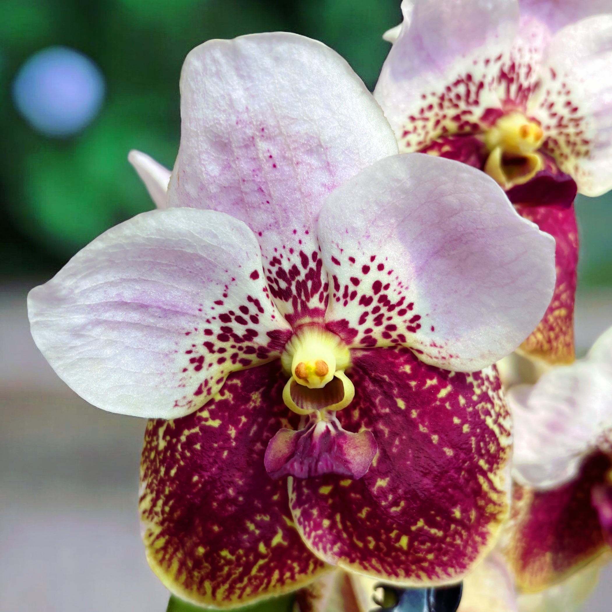 Vanda Sanderiana (Ansu)