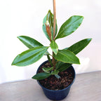 Magnolia grandiflora 'Little Gem' - foliaj vesnic verde, flori parfumate (exemplare tinere)