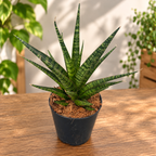 Sansevieria 'Tigriskorona'