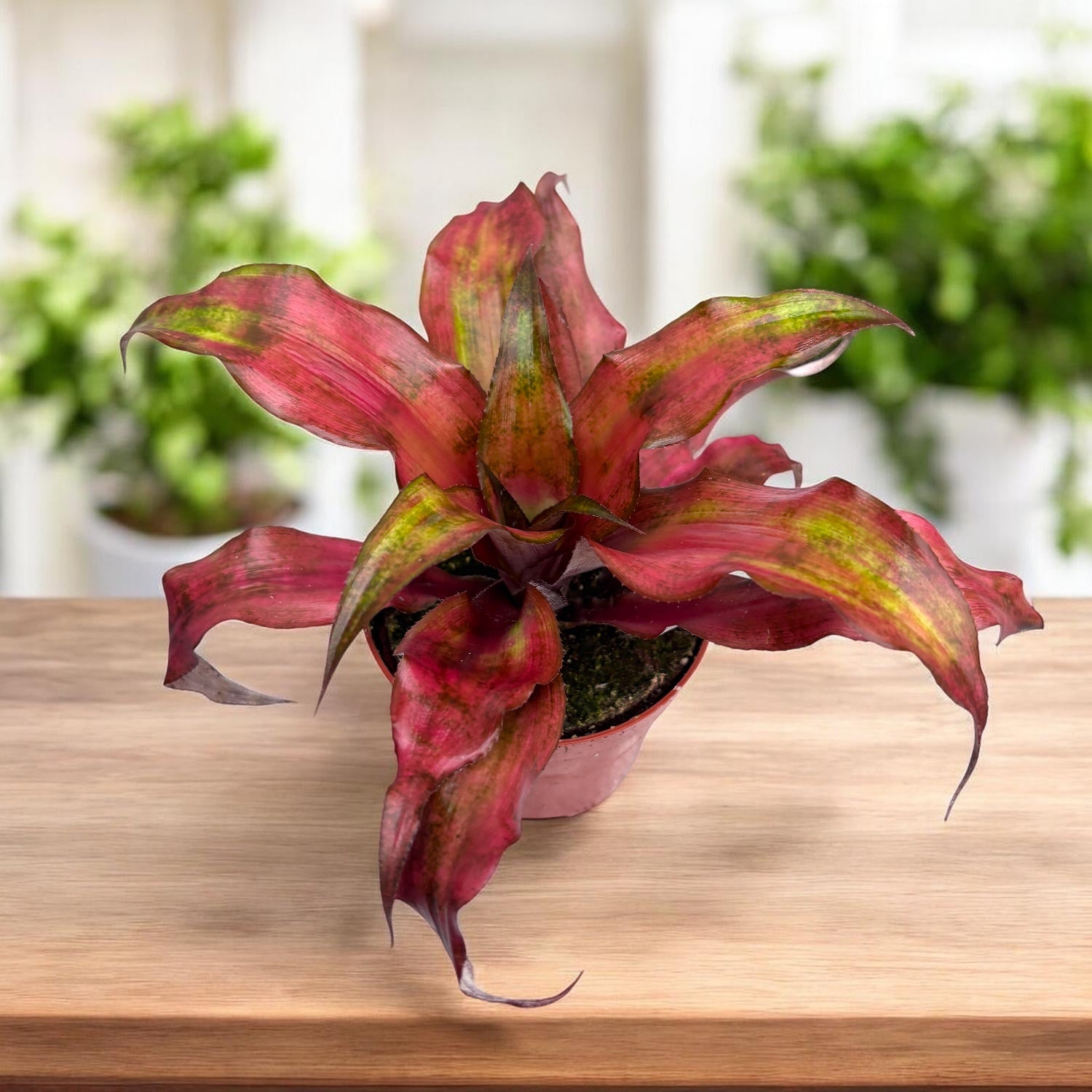 Cryptanthus Erdbeeren Flambe