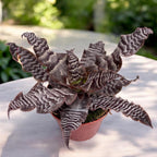Cryptanthus zonatus