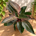 Philodendron ‘Pink Birkin’ XL