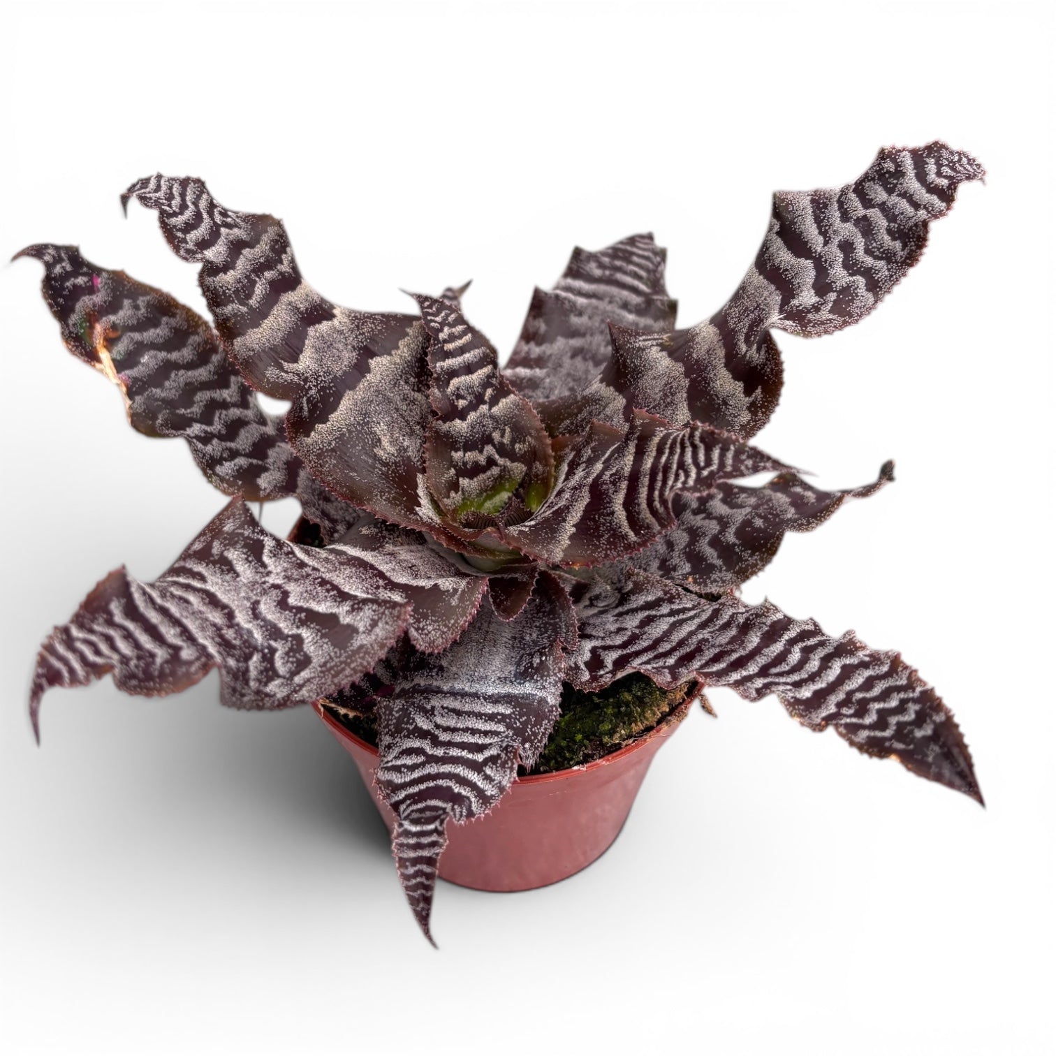 Cryptanthus zonatus