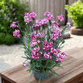 Dianthus ‘Strawberry Eye’ - garofita perena cu flori roz