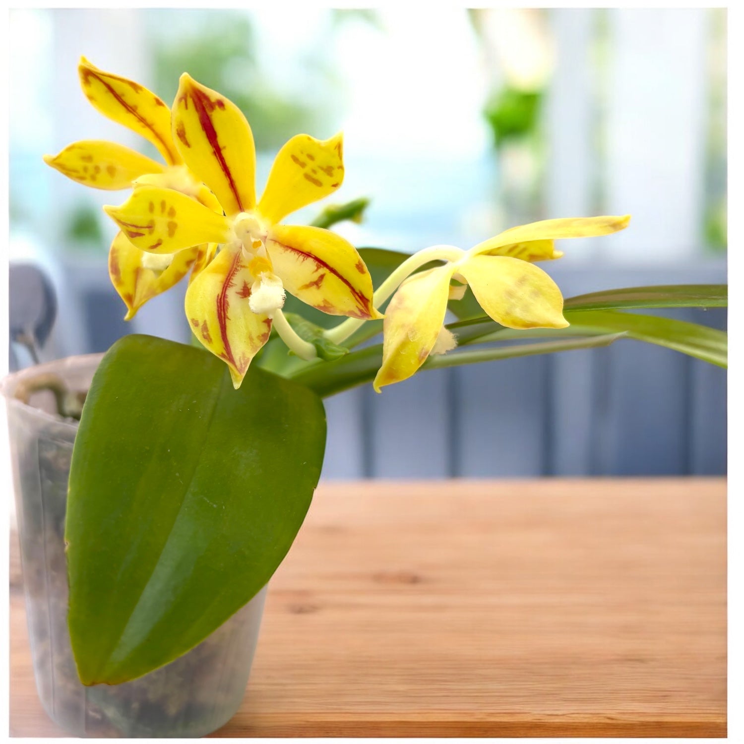 Phalaenopsis Almanis '1859' – Secret Garden Plant Shop
