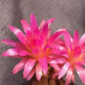 Neoporteria gerocephala - cactus chilian cu inflorire spectaculoasa