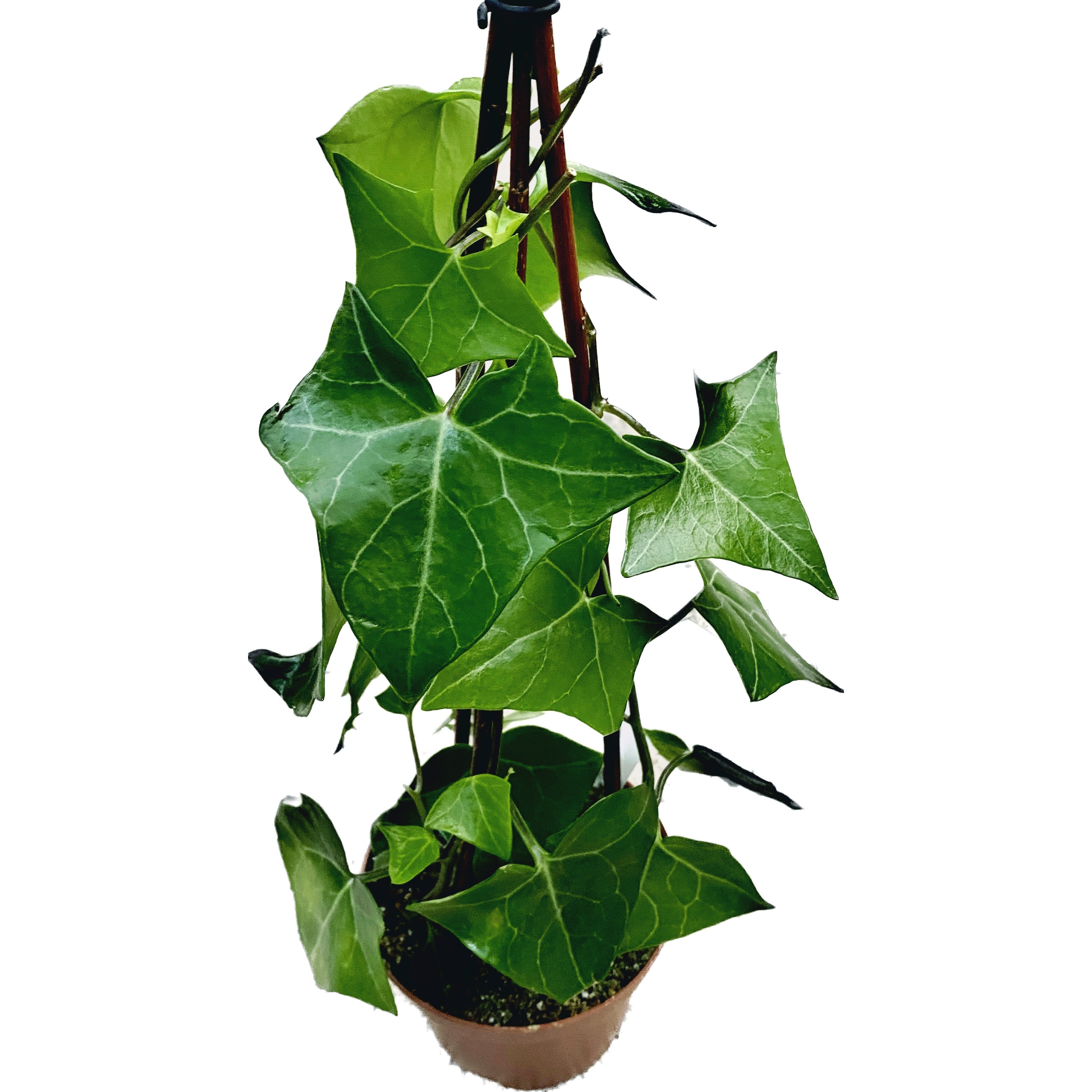 Senecio macroglossus (3 plante/pot)