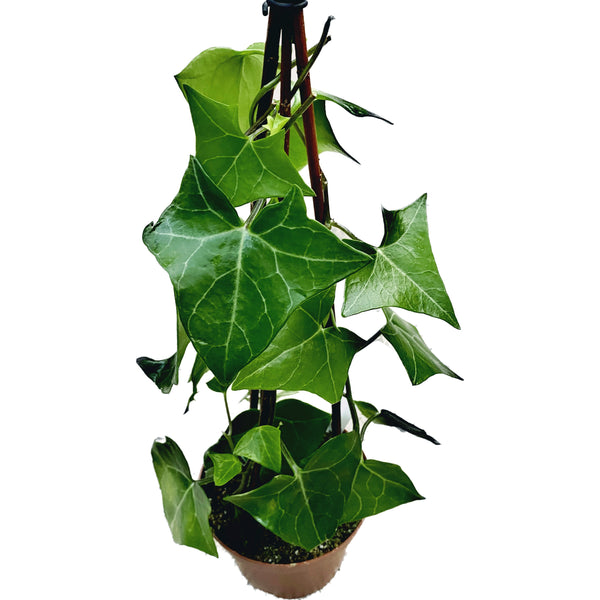 Senecio macroglossus (3 plants/pot)