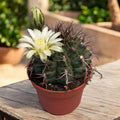 Gymnocalycium delaetii