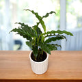 Calathea rufibarba 'Blue Grass' (mlada rastlina)