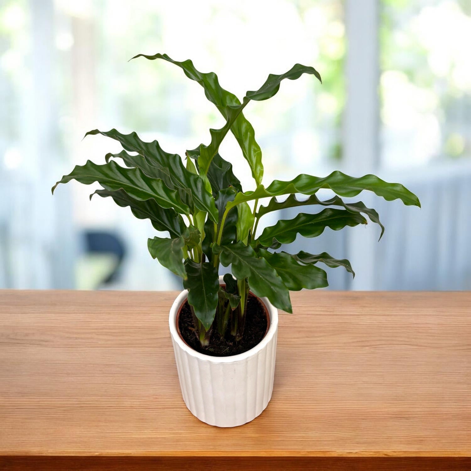 Calathea rufibarba 'Blue Grass' (jeune plante)