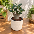 Adenium arabicum 'Baobab' D12