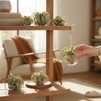 Tillandsia Xerographica - air plant