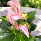 Anthurium Karma Joli Lila - Floarea Flamingo cu flori lila elegante si inflorire indelungata