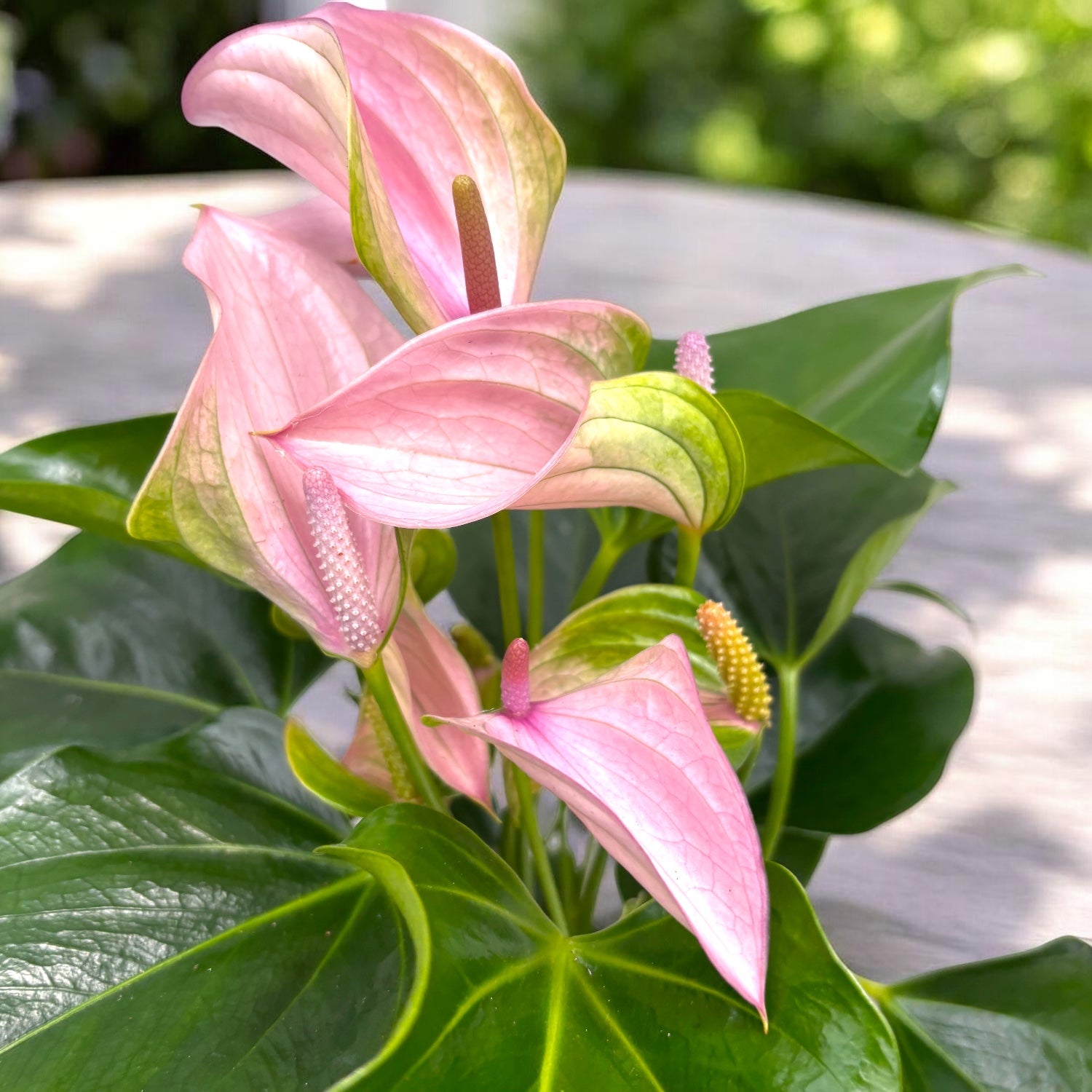 Anthurium Karma Joli Lila - Floarea Flamingo cu flori lila elegante si inflorire indelungata