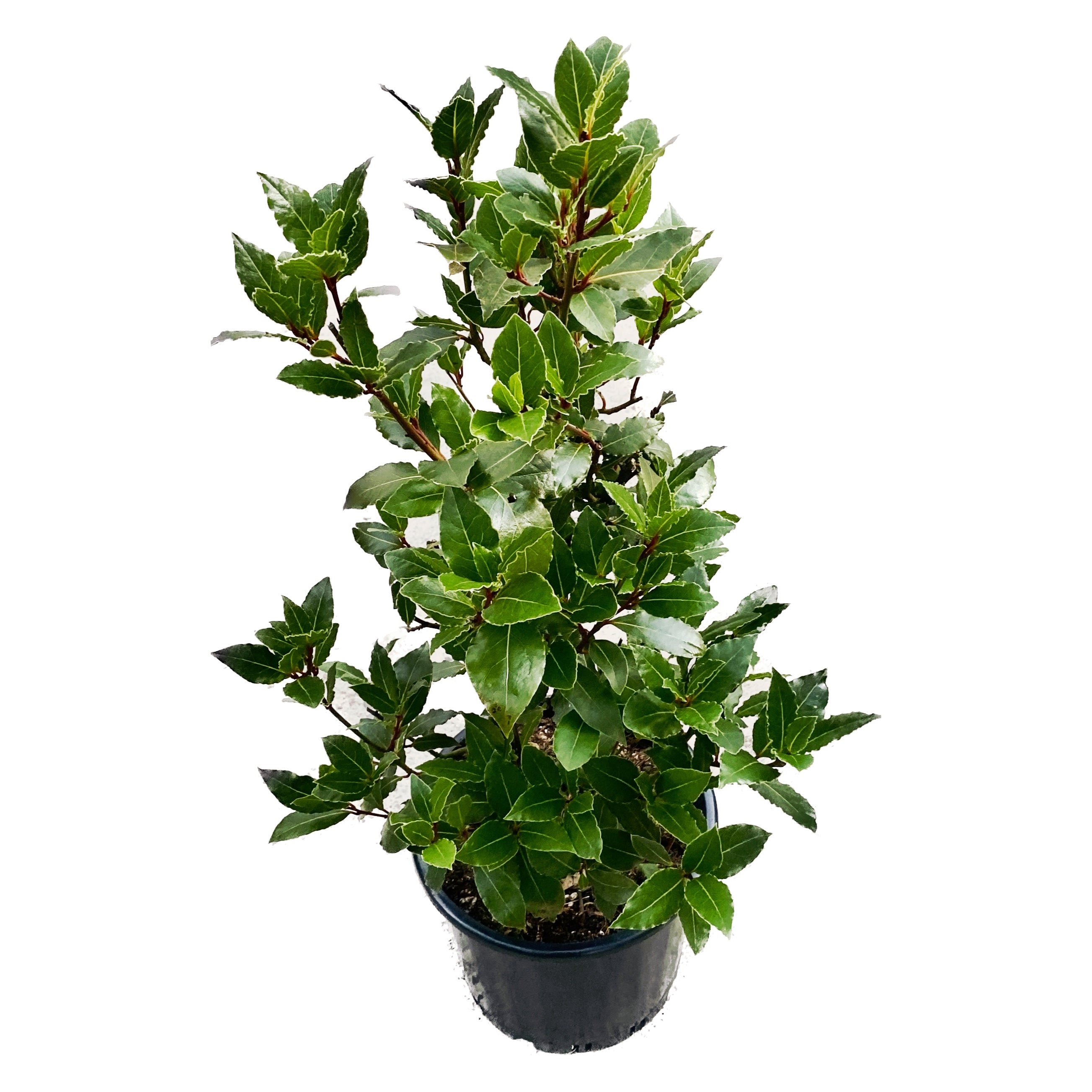 Dafin comestibil ramificat H80cm