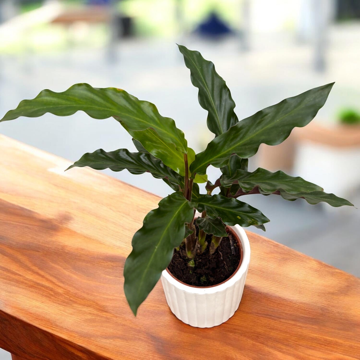 Calathea rufibarba 'Elgergrass’ (babyplant)