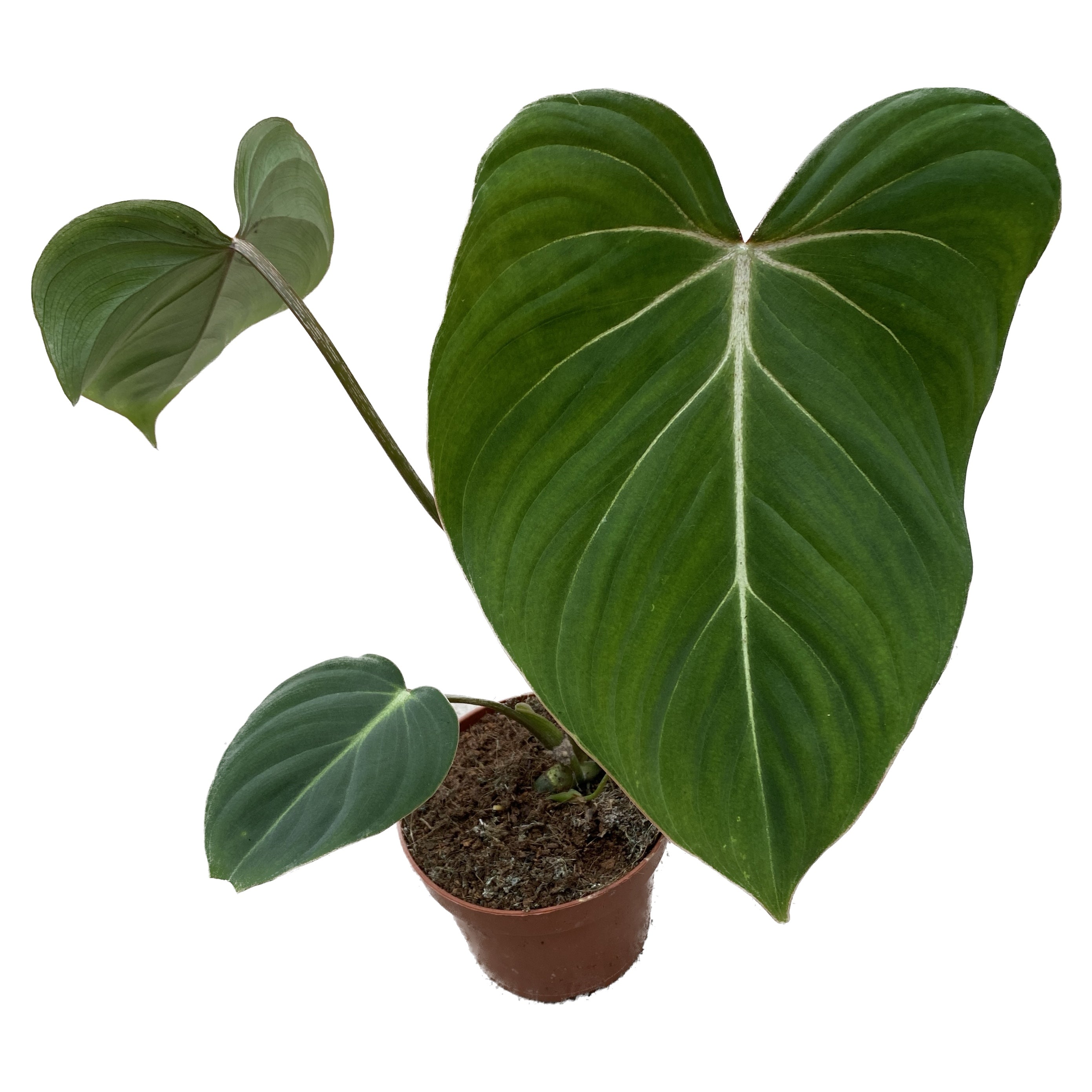 Philodendron gloriosum