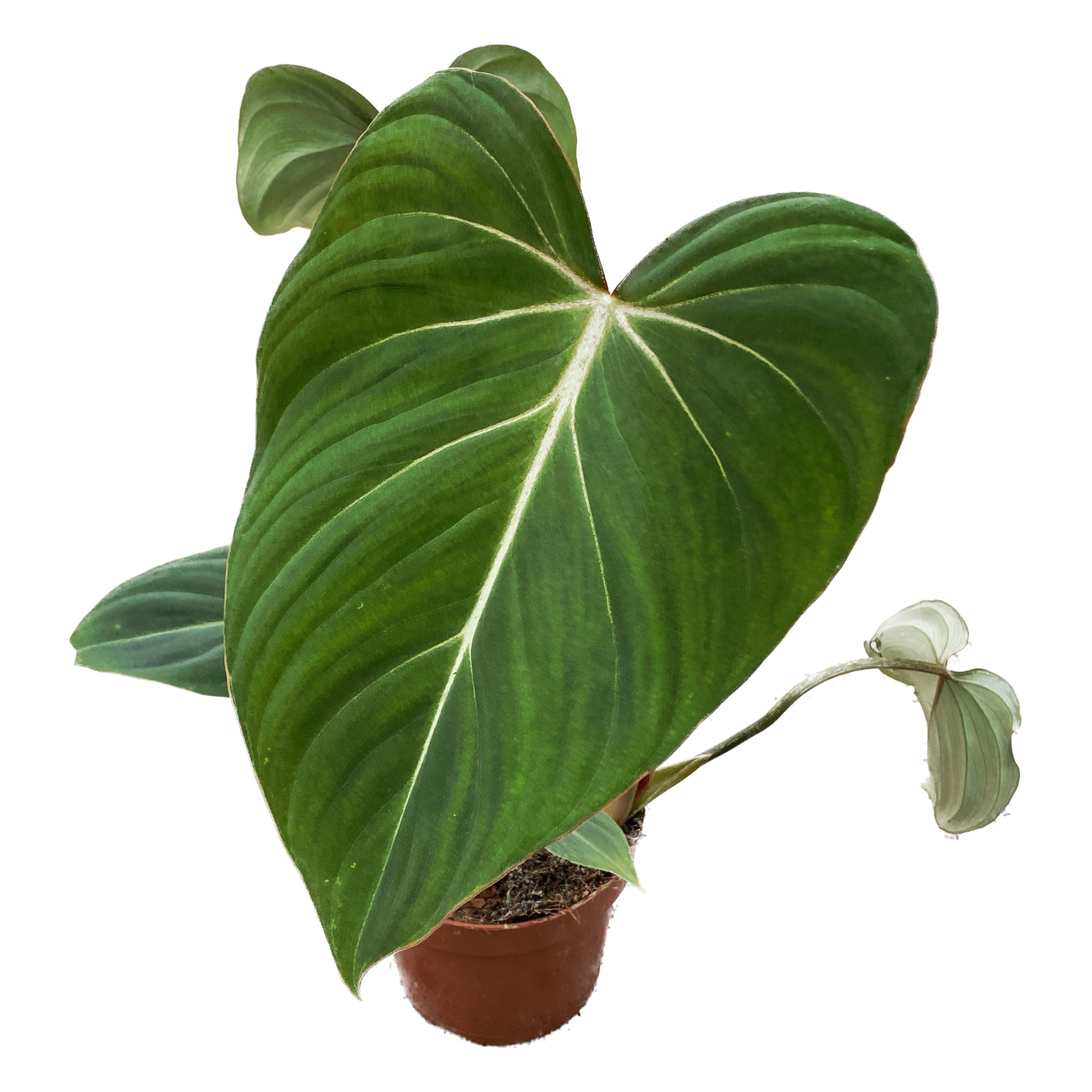 Philodendron gloriosum
