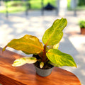 Philodendron ‘Orange Marmalade’