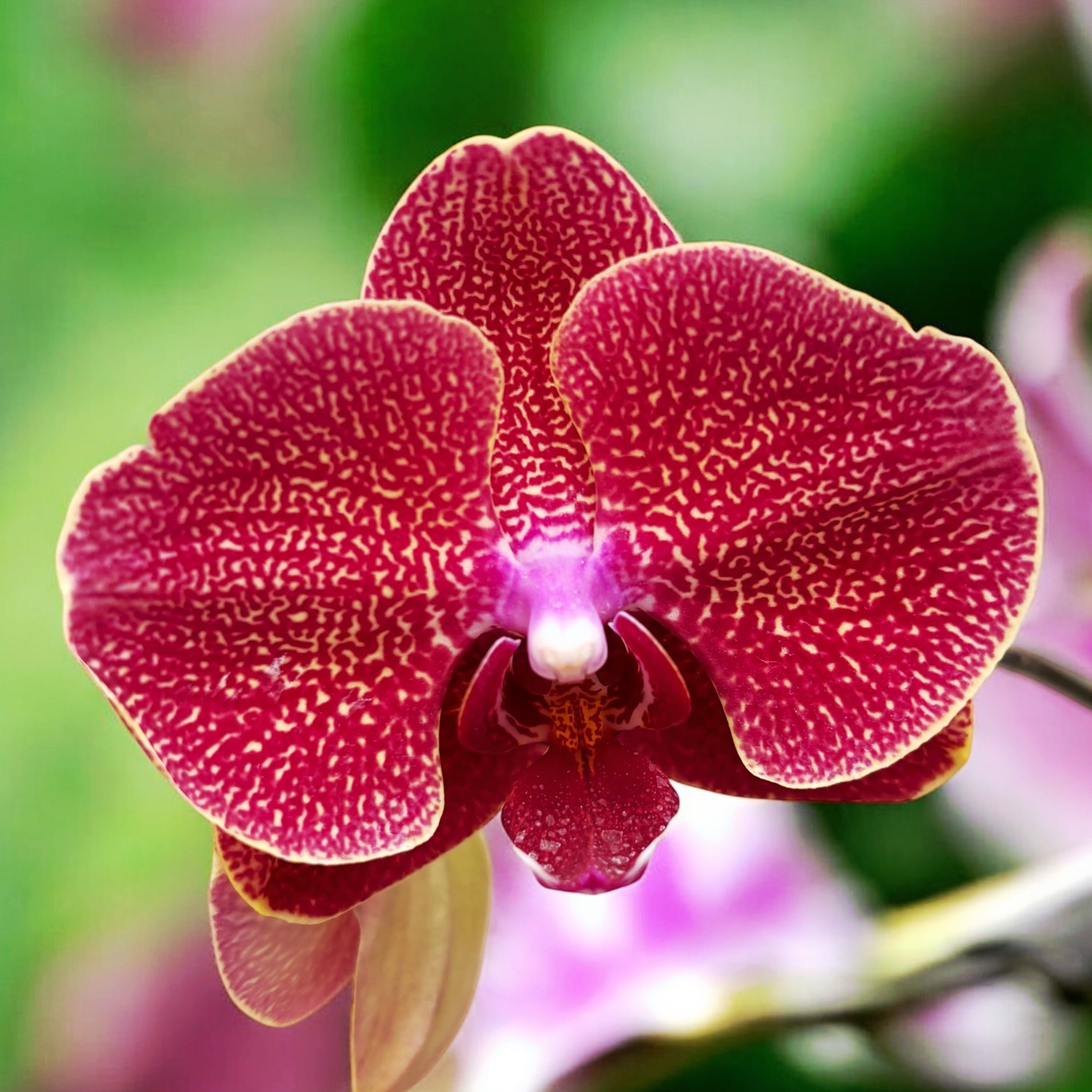 Phalaenopsis I-Hsin Picture '292'