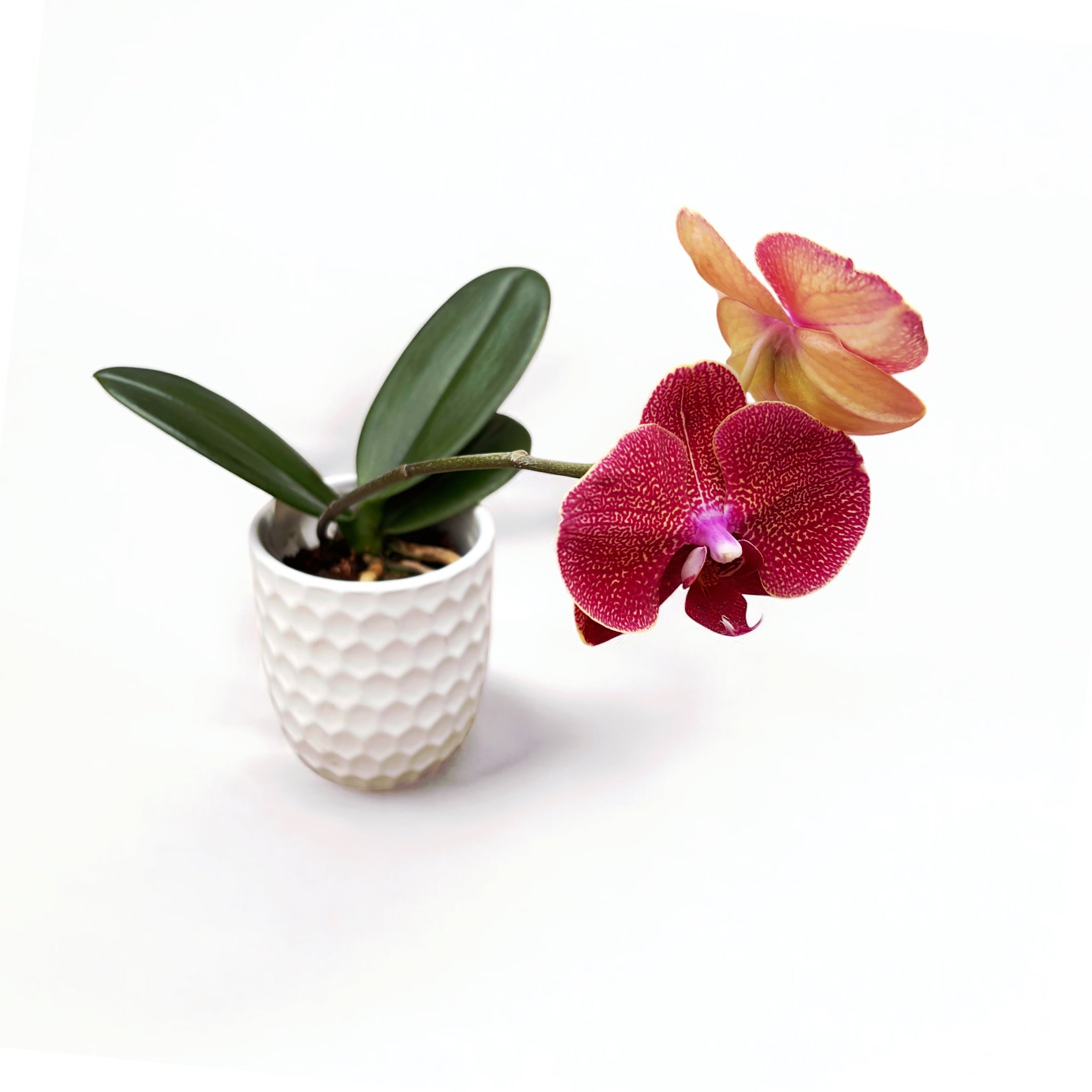 Phalaenopsis I-Hsin Picture '292'