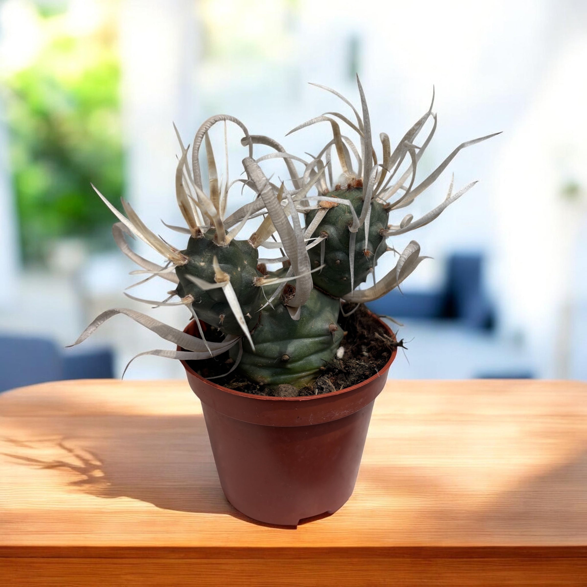 Tephrocactus articulatus var. papyracanthus