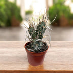 Tephrocactus articulatus var. papyracanthus