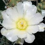 Tephrocactus articulatus var. papyracanthus