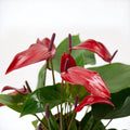 Anthurium Banderola Lava