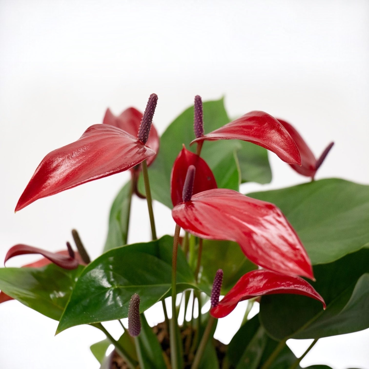 Anthurium Banderola Lava