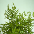 Pteris straminea (Silver Lace Fern / Feriga de argint / Straw Fern)