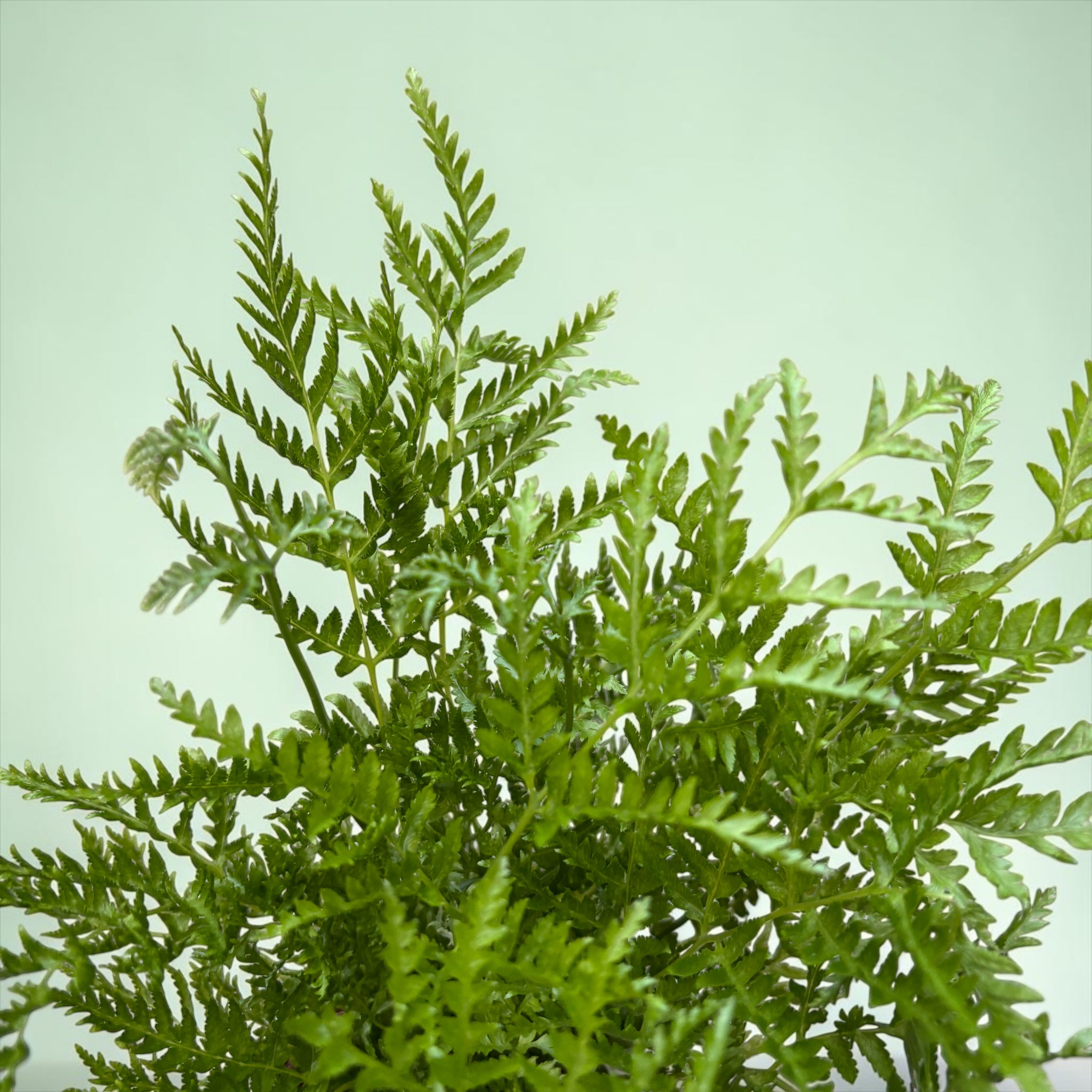 Pteris straminea (Silver Lace Fern / Feriga de argint / Straw Fern)