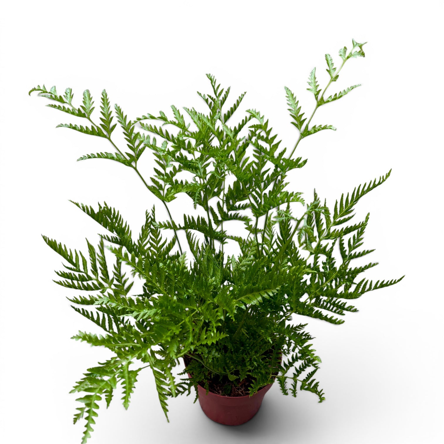 Pteris straminea (Silver Lace Fern / Feriga de argint / Straw Fern)
