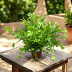 Pteris ‘Wimsetii’ – felce decorativa con foglie dentellate