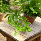 Pteris ‘Wimsetii’ – felce decorativa con foglie dentellate