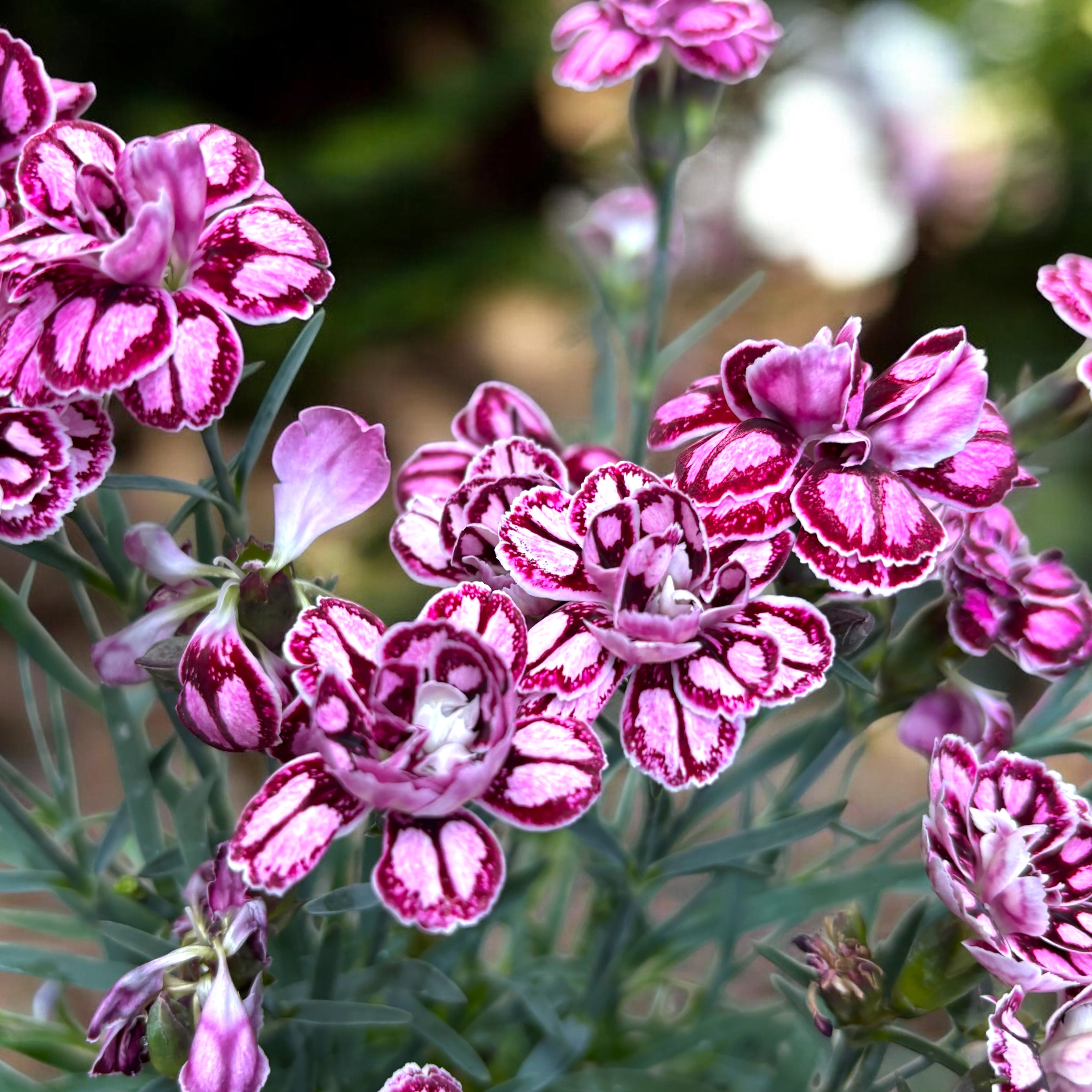 Dianthus ‘Strawberry Eye’ - garofita perena cu flori roz