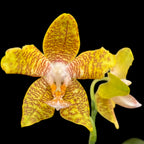 Phalaenopsis New Wave