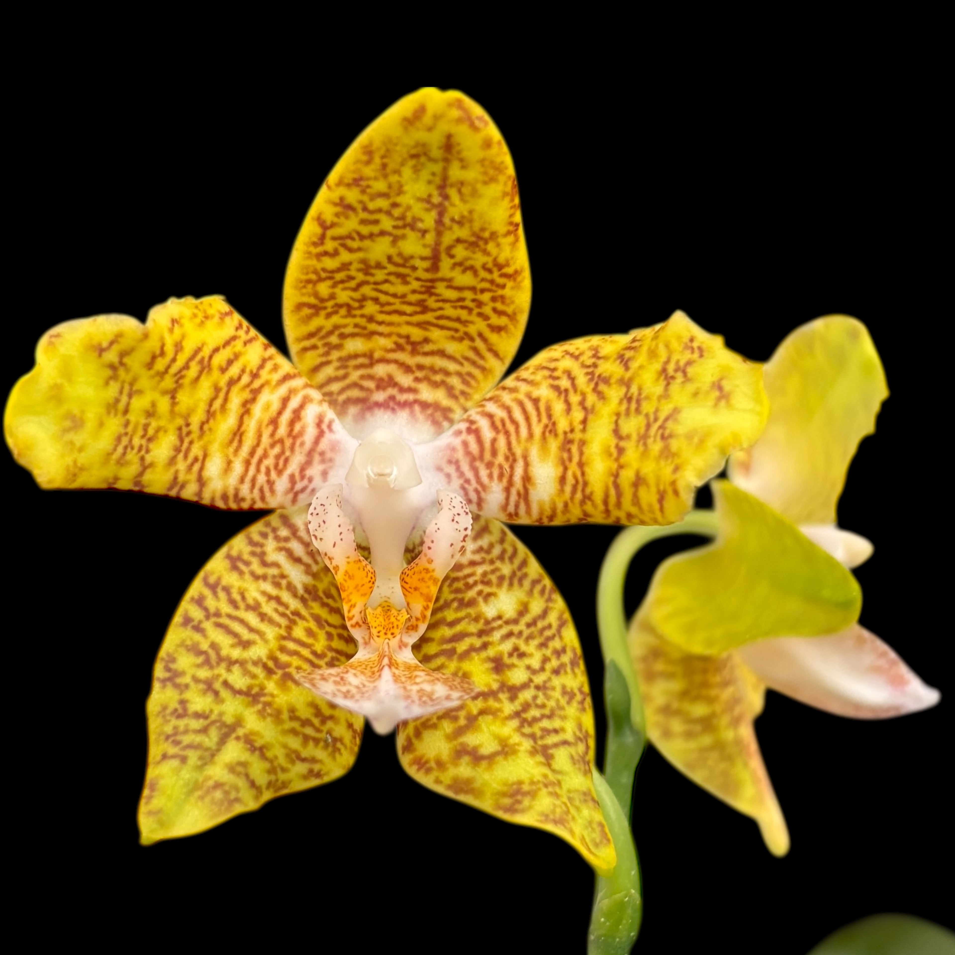 Phalaenopsis New Wave