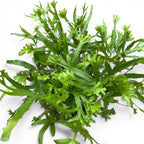 Pteris ‘Wimsetii’ – felce decorativa con foglie dentellate