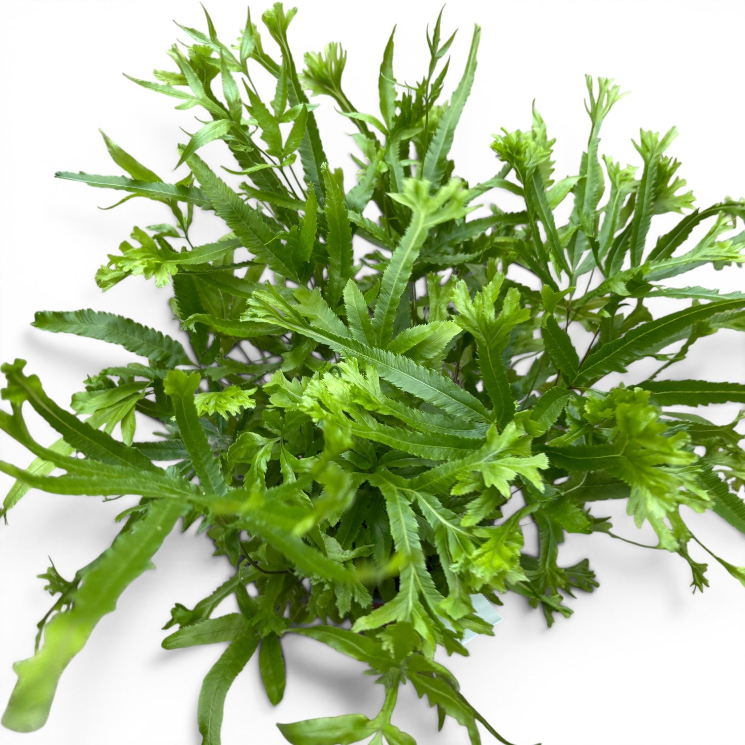 Pteris ‘Wimsetii’ – felce decorativa con foglie dentellate