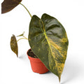 Alocasia wentii 'Aurea'